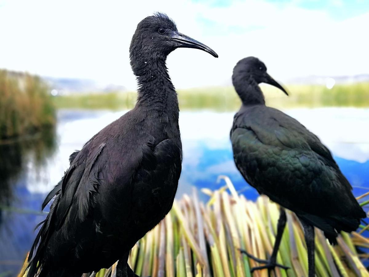 Ecoturismo, Los Uros Puno Exteriér fotografie