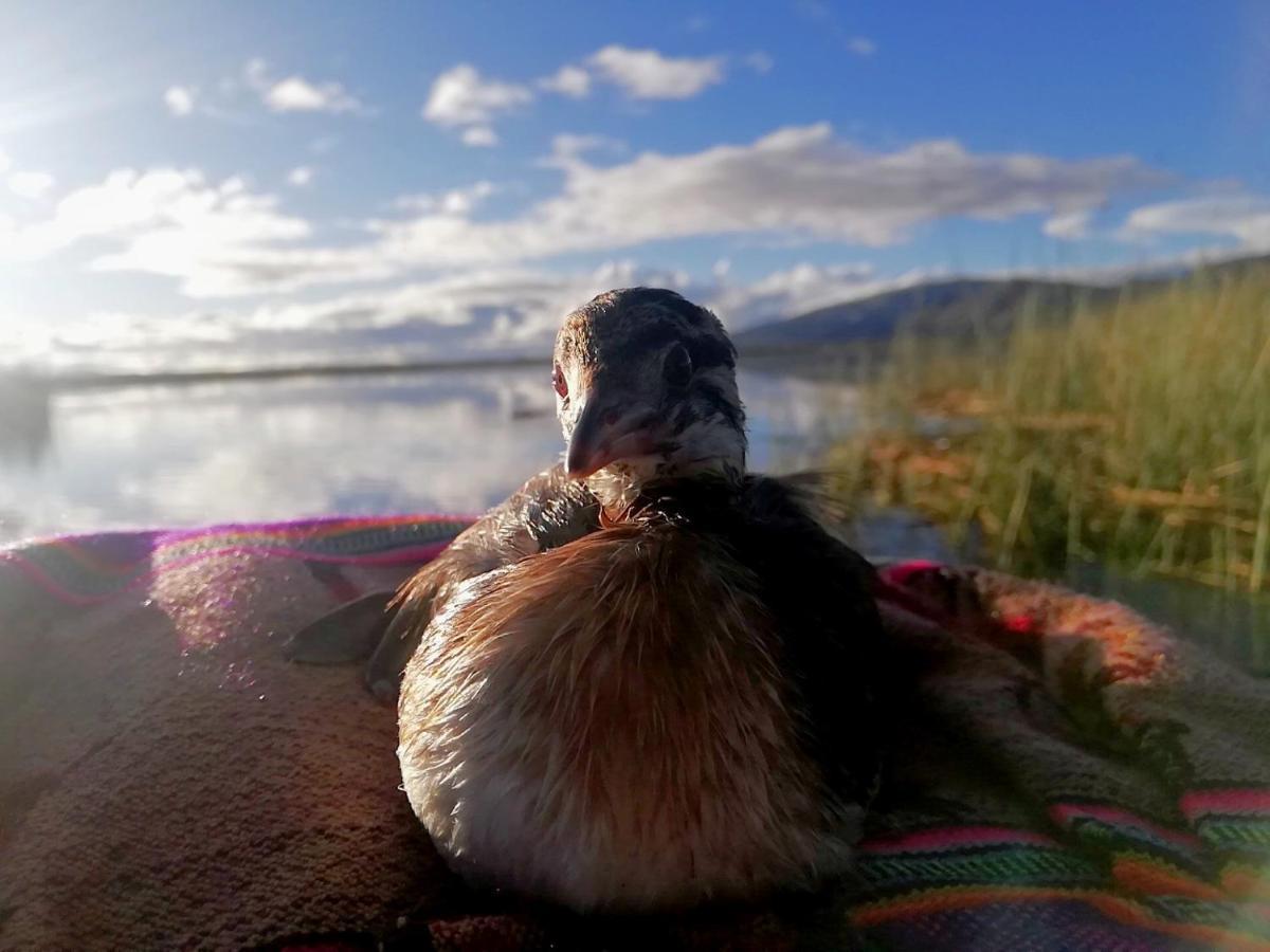 Ecoturismo, Los Uros Puno Exteriér fotografie